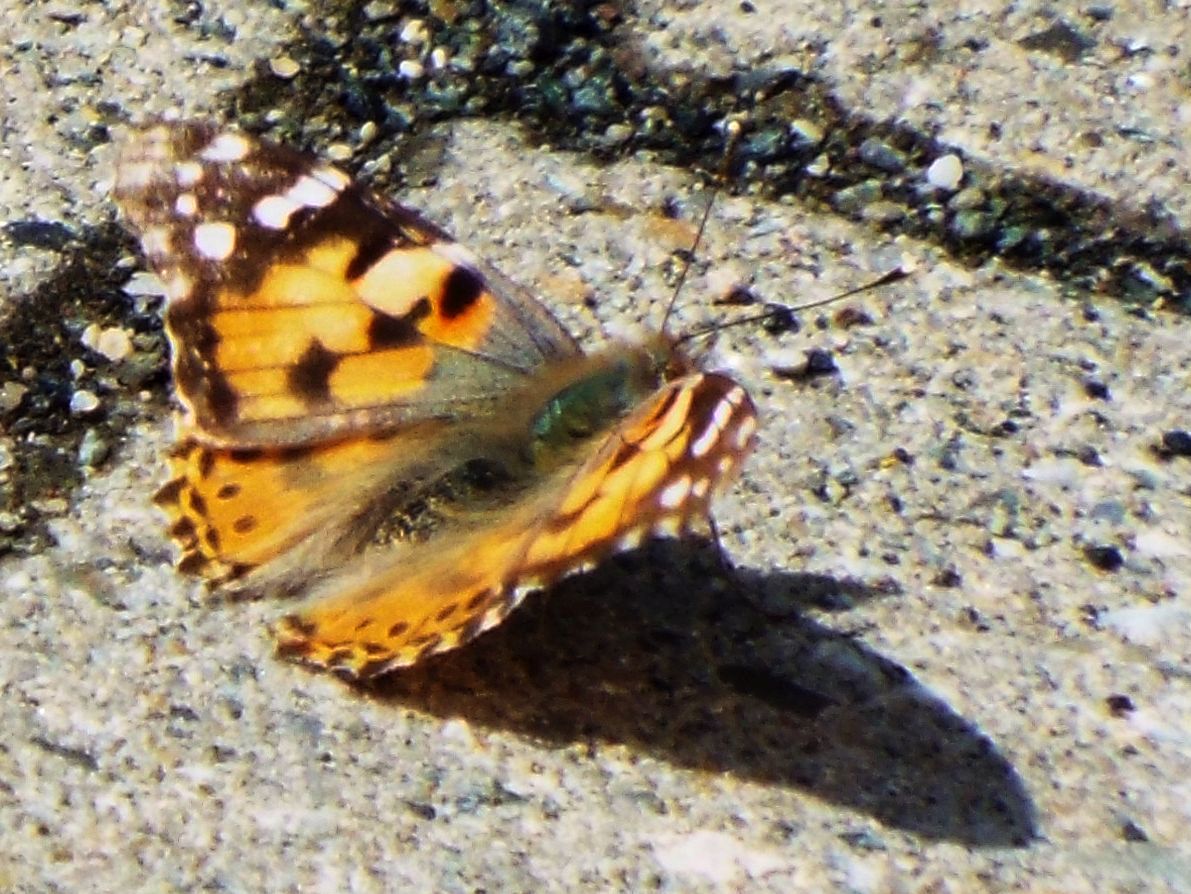 Vanessa cardui